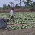 कोरबा ब्रेक : कटघोरा वन मंडल के पाली वन परिक्षेत्र अंतर्गत चैतुरगढ़ पहाड़ में शेर ने दो भैंस का किया शिकार..शेर आने की सूचना के बाद दो दिनों से तेंदू पत्ता संग्रहण का काम हुआ बंद..