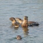 *एकलव्य विद्यालय में जनजातीय गौरव दिवस का आयोजन*